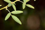 Tall lespedeza